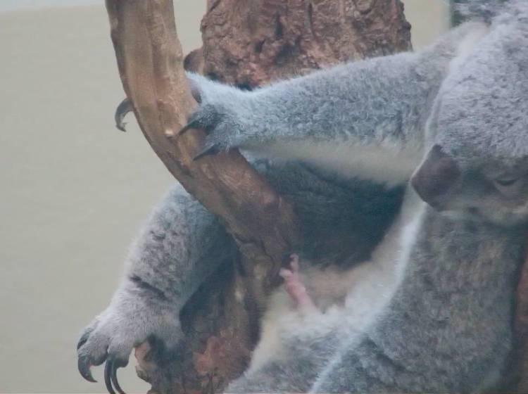 Bezirksflash: Koala-Nachwuchs in Schönbrunn