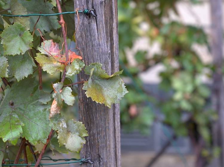 In Wien beginnt die Weinlese