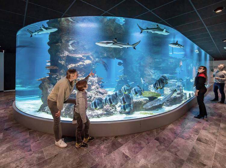 Jubiläum: Haus des Meeres wird 65