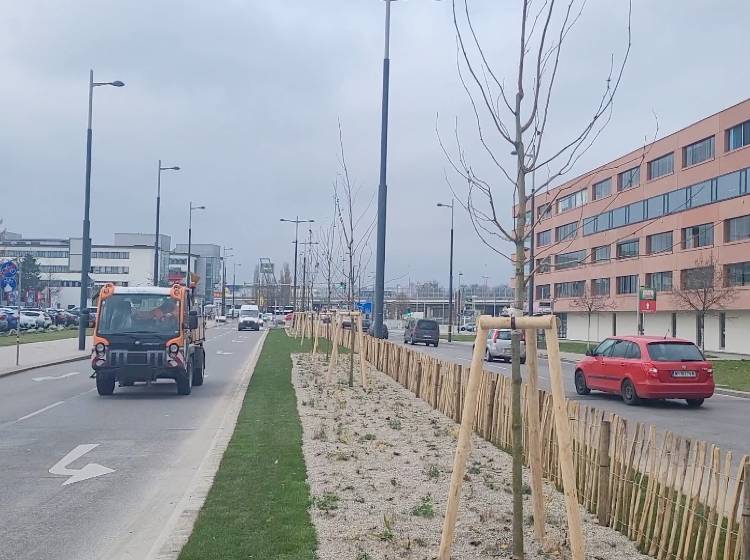 Bezirksflash: Bäume für die Sterngasse