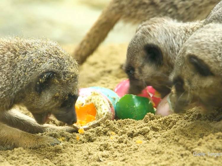 Osterüberraschung für Erdmännchen