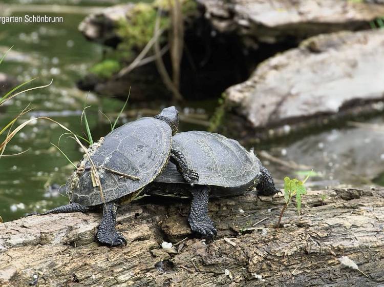 Nachwuchs bei bedrohter Schildkröten-Art