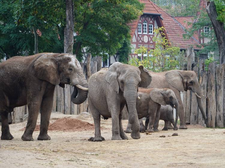 Bezirkflash: Elefanten-Neuzugang im Tiergarten