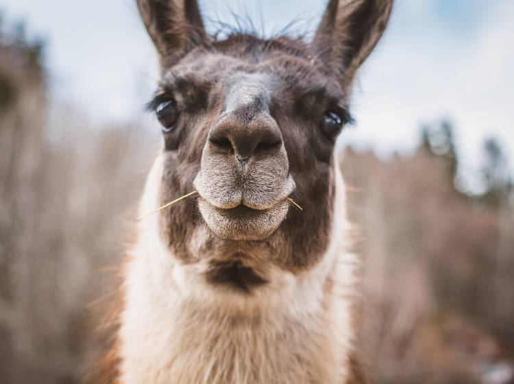 Lamas blockieren Matzleinsdorfer Platz Schnellbahn