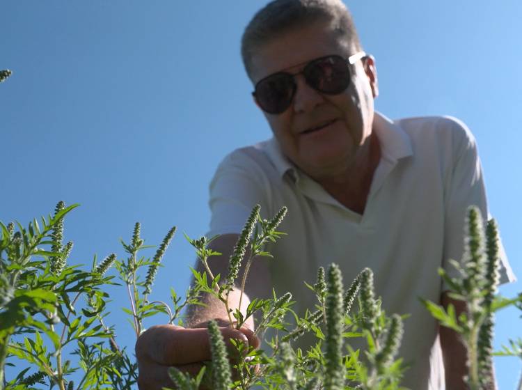 Ragweed: "Wir haben jetzt schon Belastungen"