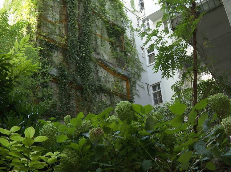 Fassadenbegrünungen: Schwierige Umsetzung