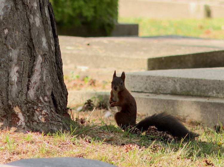 Zentralfriedhof: Viel Leben unter den Toten