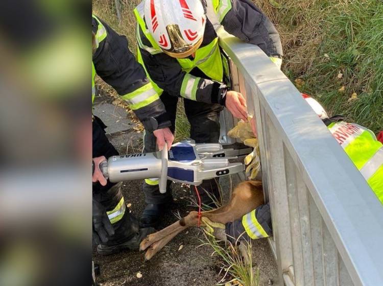 Bezirksflash: Reh-Rettung am Stadtwanderweg 7