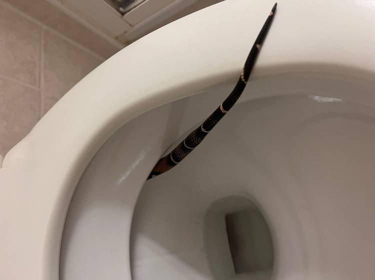 Bezirksflash: Schlange in Hoteltoilette in der Donaustadt