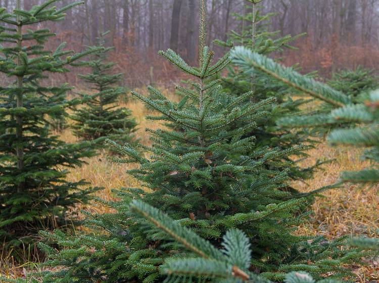 Christbaumverkauf startet am Freitag