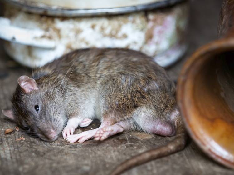 Schwedenplatz: Kampf gegen Ratten