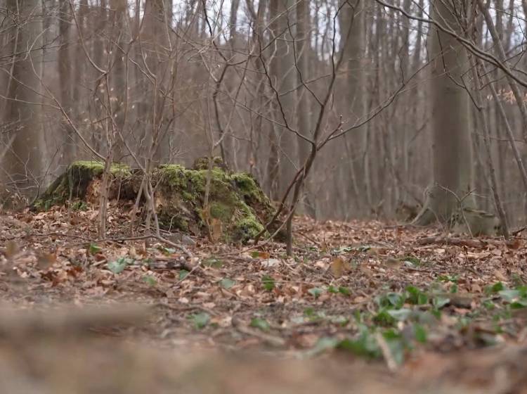 Wiener Wald: Leiche identifiziert