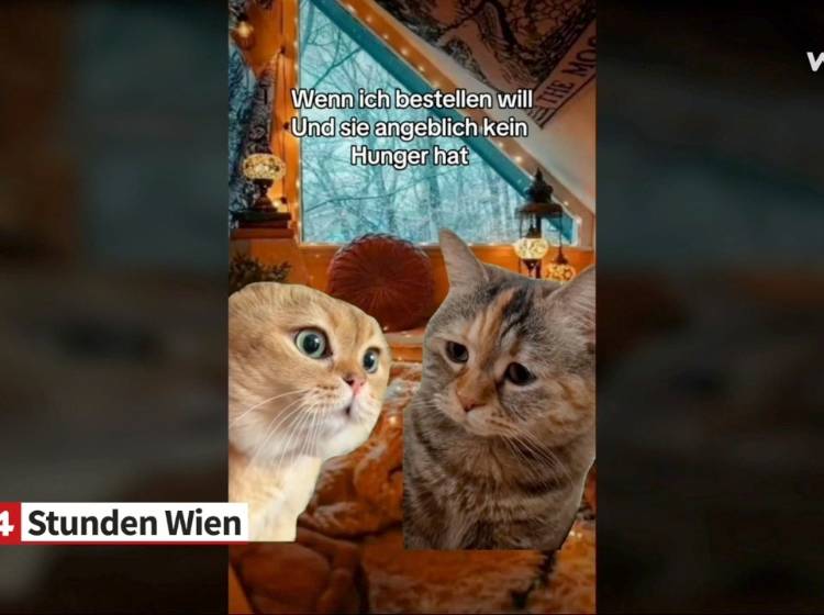 Ist Ihr Haustier auch ein Medienstar?