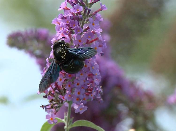 Fotowettbewerb: "Blühendes Zuhause" gesucht