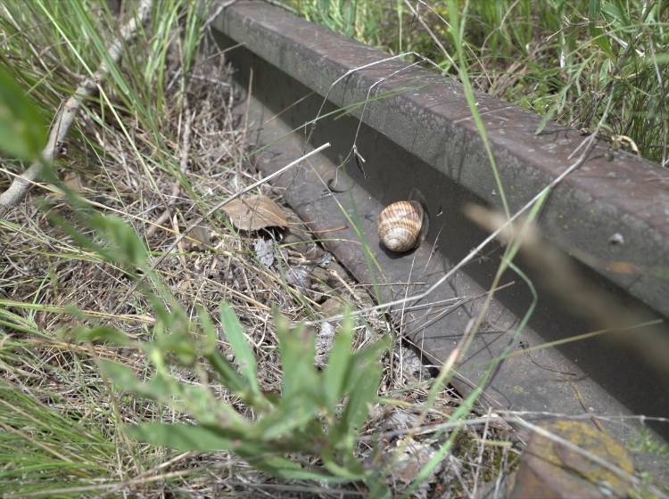 Wiener*innen befürworten wilde Natur in der Stadt
