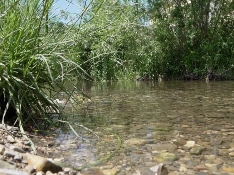 W24-Stadtbarometer: Wiener*innen eindeutig für Renaturierung