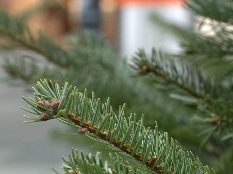 Oh Tannenbaum: Christbaumverkauf startet
