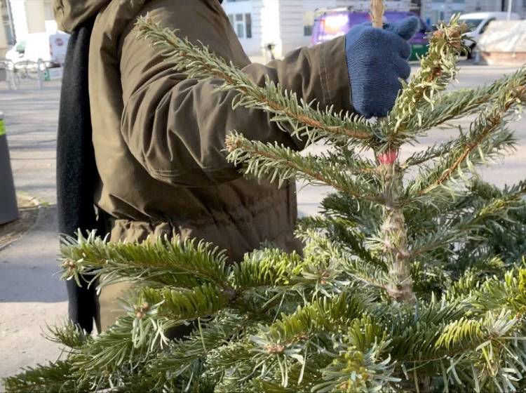 O Tannenbaum: Christbäume werden Fernwärme