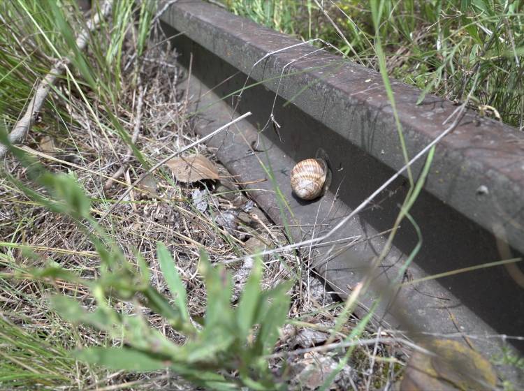Vom Bahnhof zur Wildnis: Wiens größtes Naturprojekt nimmt Fahrt auf