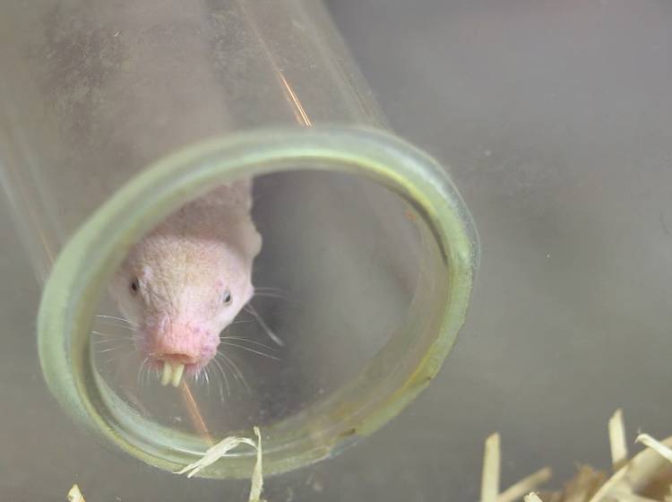 Nacktmull-Nachwuchs in Hietzing