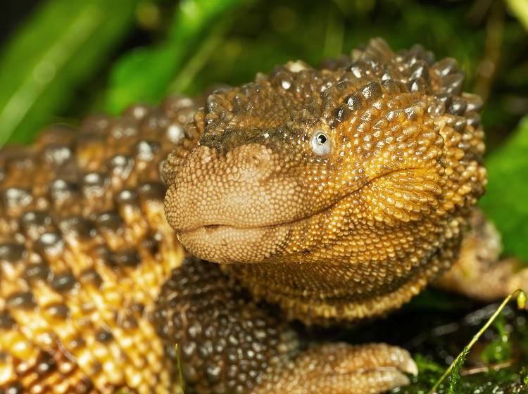 Schönbrunn: Erstmals Taubwarane im Terrarienhaus zu sehen