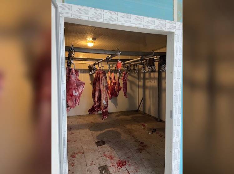 Ottakring: Illegale Fleischerei entdeckt