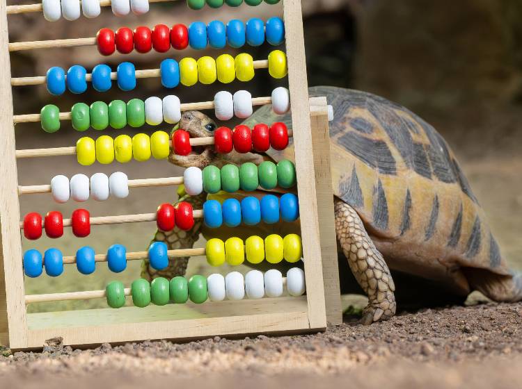 Schönbrunn: Tiergarten macht Inventur