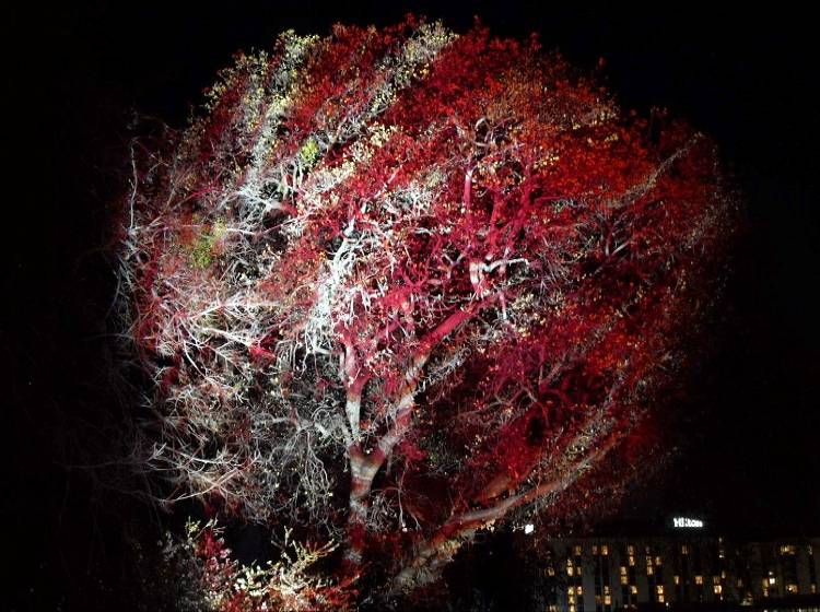 Strauss-Jahr 2025: Ein feministischer Blumenstrauß aus Licht