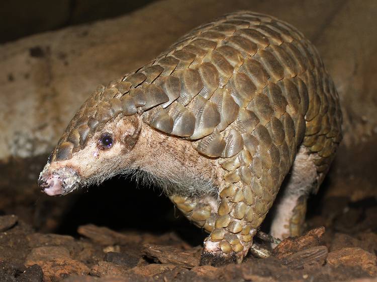 Tiergarten Schönbrunn bekommt erstmals Schuppentiere