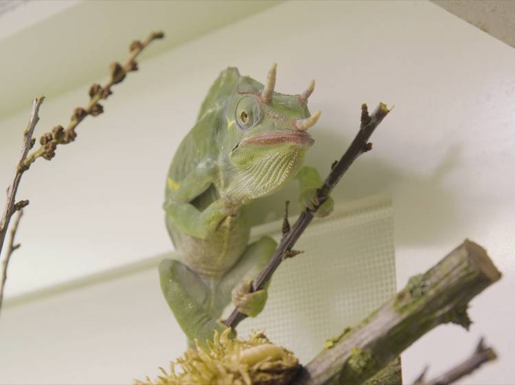 Bezirksflash: Neues Artenschutzhaus eröffnet