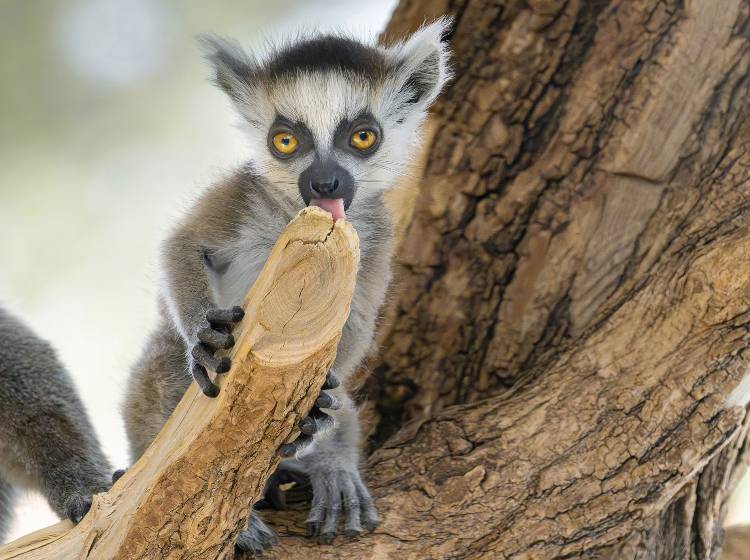 Tiergarten Schönbrunn: Nachwuchs bei den Kattas