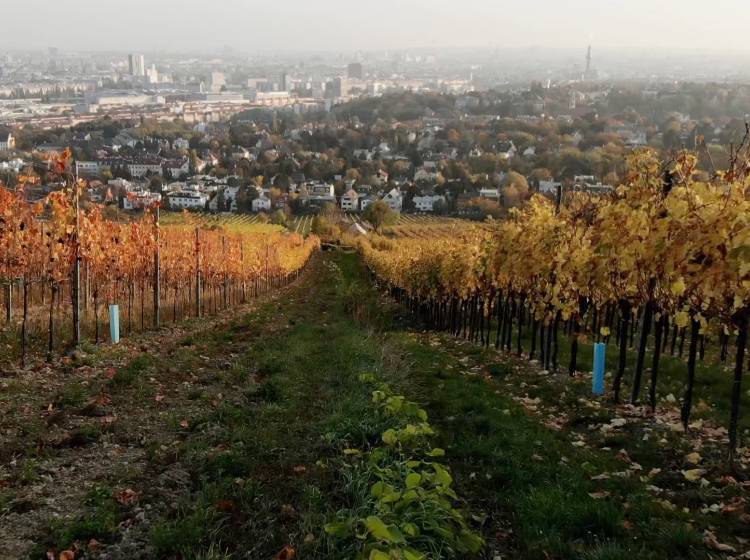 Wiener Wein: Winzergruppe will neue Regeln