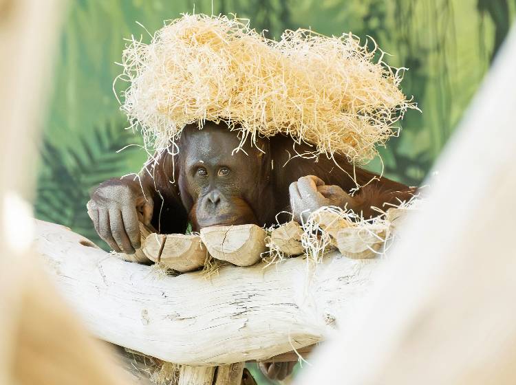Tiergarten Schönbrunn: Junges Orang-Utan-Männchen eingezogen