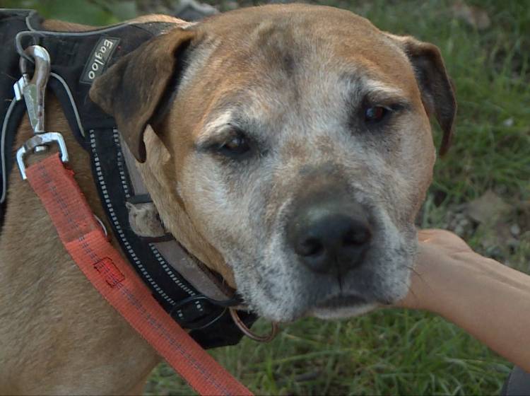 Tierschutz Austria warnt vor Sommerhitze