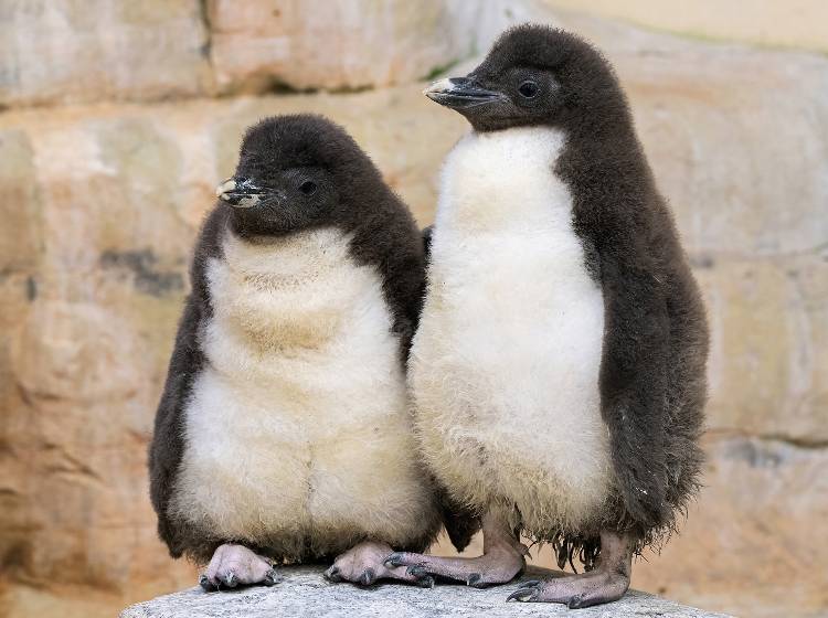 Bezirksflash: Pinguine in Schönbrunn geschlüpft