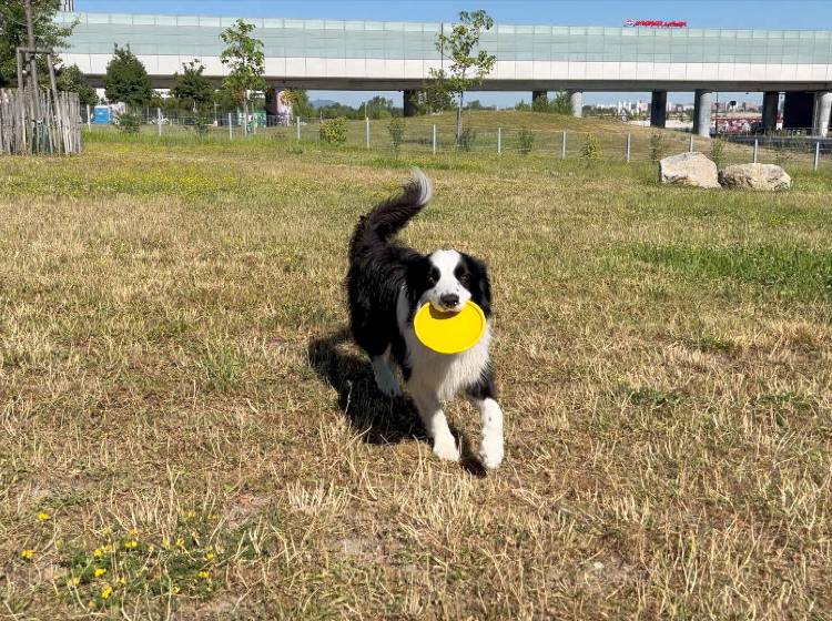 Hundstage: Darauf ist bei Haustieren zu achten