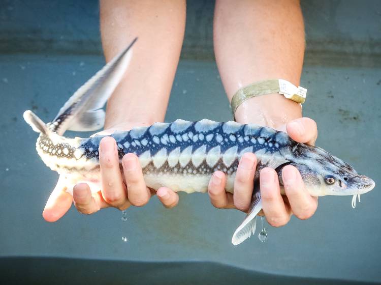 Stör-Zuchtprojekt: Wann kommt der Hausen wieder nach Wien?