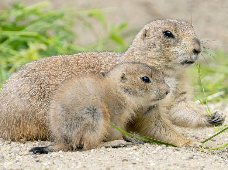 Tiergarten Schönbrunn: Präriehund-Nachwuchs zeigt sich