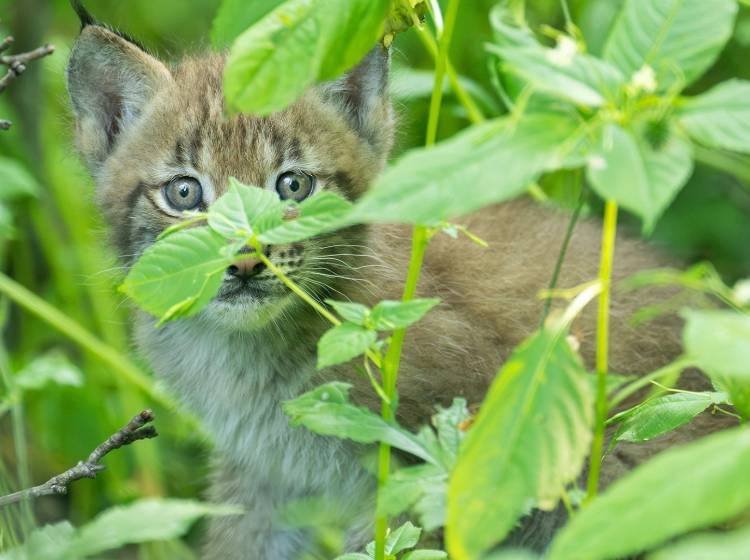 Luchs-Drillinge erkunden Waldgehege