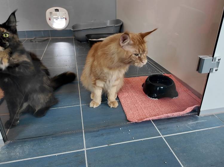 Tierquartier Wien: bereits 400 Katzen aufgenommen