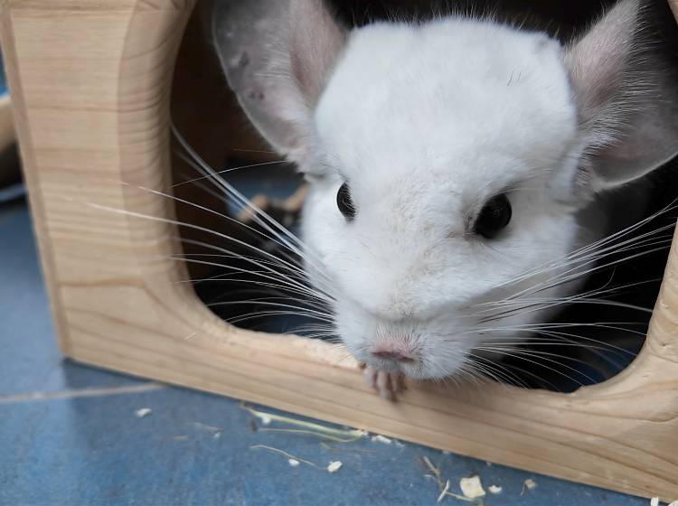 Tierquartier sucht Tierpat*innen