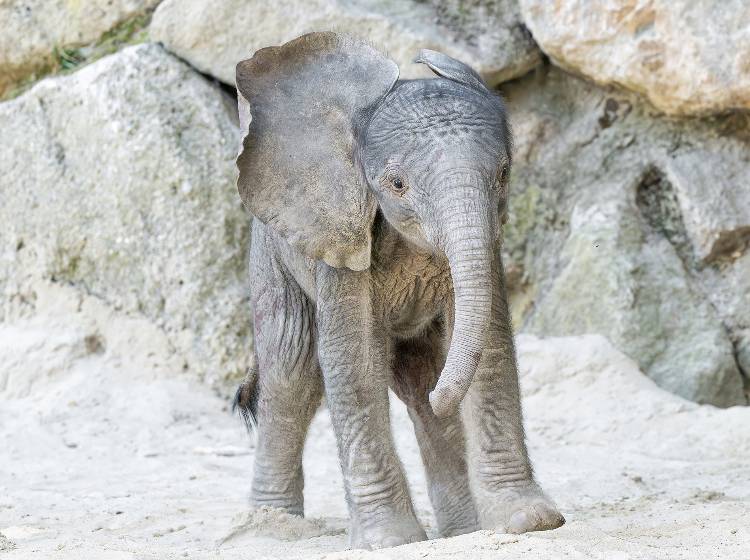 Schönbrunn: Elefantenbaby geboren