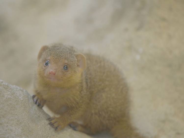 Bezirksflash: Vier Zwergmangusten-Jungtiere im Tiergarten Schönbrunn