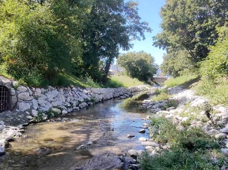 Nächster Abschnitt des Liesingbachs wird zum Naturjuwel