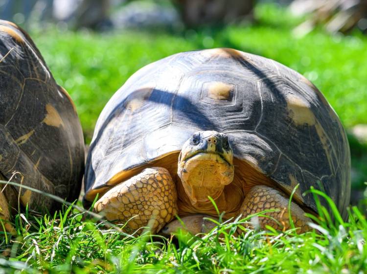 Bezirksflash: Neue Strahlenschildkröten im Haus des Meeres