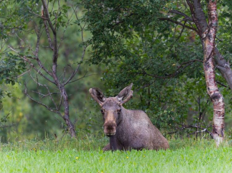Tierschutz Austria warnt vor "Elchtourismus"