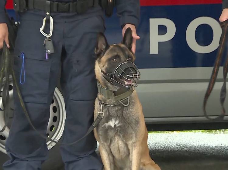 Polizei: Fünf neue Datenspürhunde