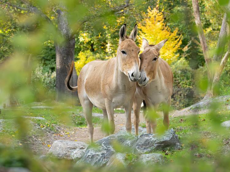 Schönbrunn : "Extrem seltene" Wildesel erstmals im Tiergarten zu sehen