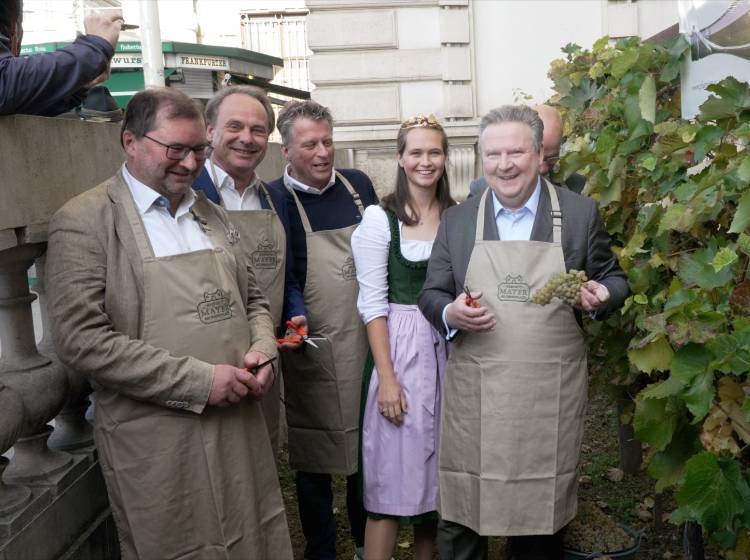 Weinlese: "Es ist eine schöne Tradition"