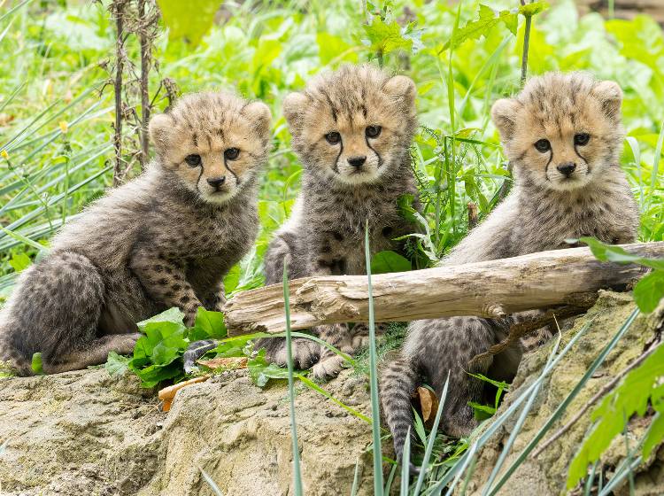 Tiergarten Schönbrunn: Dreifacher Nachwuchs bei den Geparden